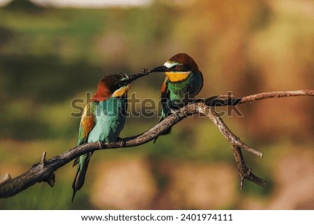 Couple of European bee-eater - Merops apiaster - with bee on a branch in the morning.