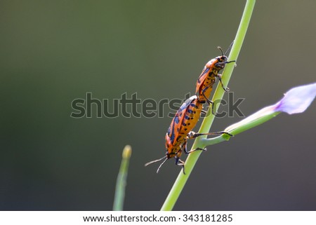 Couple of Eurydema Dominulus