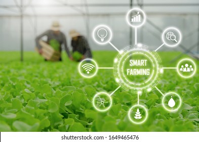 couple farmer harvesting fresh green oak lettuce salad, organic hydroponic vegetable in greenhouse garden nursery farm with visual icon, digital technology agriculture and smart farming concept - Powered by Shutterstock