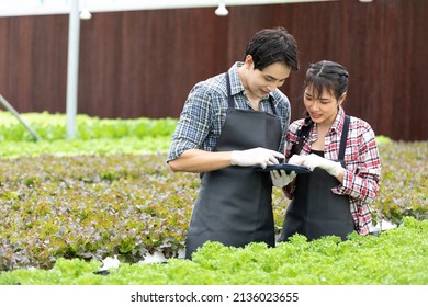 couple farmer using tablet for checking organic vegetables in hydroponic farm