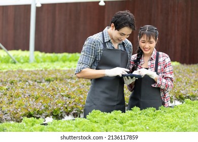 couple farmer using tablet for checking organic vegetables in hydroponic farm
