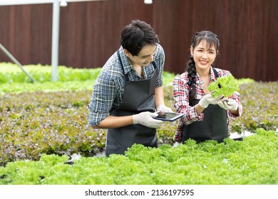 couple farmer using tablet for checking organic vegetables in hydroponic farm