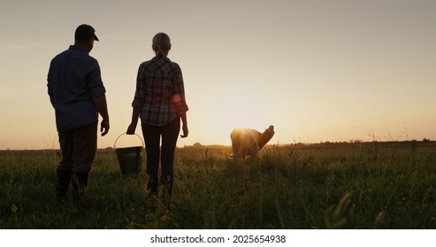 A couple of farmers admire their cow grazing in a meadow at sunset - Shutterstock ID 2025654938