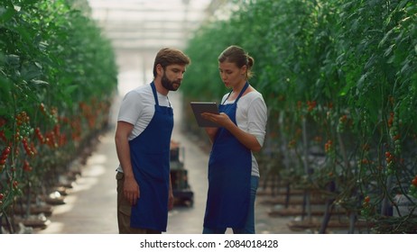 Couple Farmers Agronomist Discuss Tomato Plantation At Greenhouse. Two Agribusiness Owners Using Tablet Computer Collecting Data Research In Modern Farm. Local Business Inspecting Cultivation Concept.