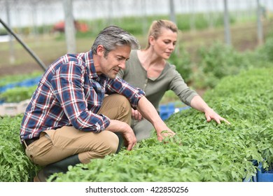 Couple of farmers checking plants in greenhouse - Powered by Shutterstock