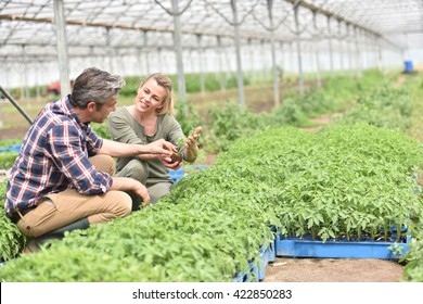 Couple of farmers checking plants in greenhouse - Powered by Shutterstock