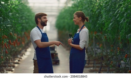 Couple Farmers Inspect Discuss Tomato Cultivation In Greenhouse. Smiling Agronomists Team Analyze Data Using Tablet Device In Plantation. Two Farm Specialists Check Vegetables. Small Business Concept.