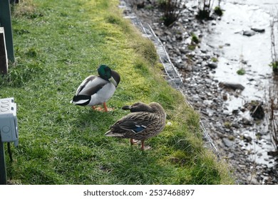 A couple of a female and a male mallard ducks preening by a pond - Powered by Shutterstock