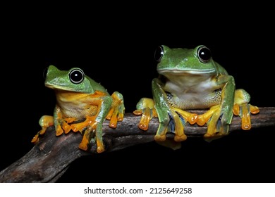 2,874 Frog couple Stock Photos, Images & Photography | Shutterstock