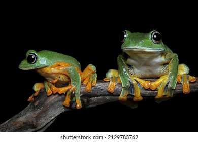 2,874 Frog couple Stock Photos, Images & Photography | Shutterstock