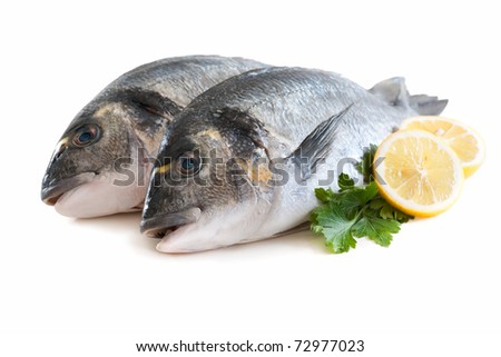 couple of fresh gilthead bream fish or dorada isolated on white