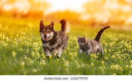 couple friends cat   dog run merrily through summer flowering meadow
