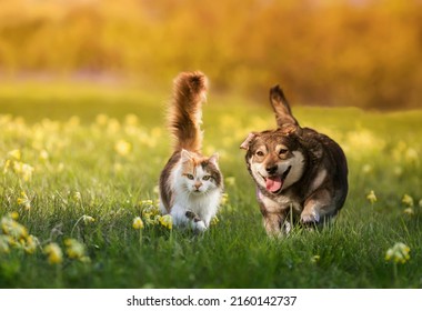 Couple Of Friends A Cat And A Dog Run Merrily Through A Summer Flowering Meadow