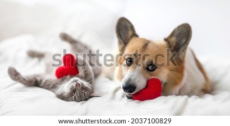 couple of friends a striped cat and a corgi dog puppy are lying on a white bed with knitted red hearts