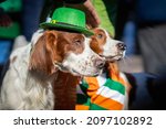 Couple of fun pretty Irish setters close-up in green hats, St.Patrick holiday party, traditional carnival