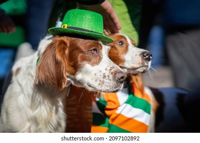 Couple of fun pretty Irish setters close-up in green hats, St.Patrick holiday party, traditional carnival - Shutterstock ID 2097102892