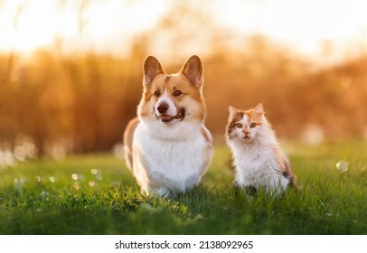 couple of furry friends a cat and a dog are walking on a green sunny meadow - Shutterstock ID 2138092965
