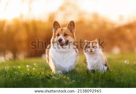  couple of furry friends a cat and a dog are walking on a green sunny meadow