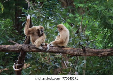 Couple Gibbon On Branch