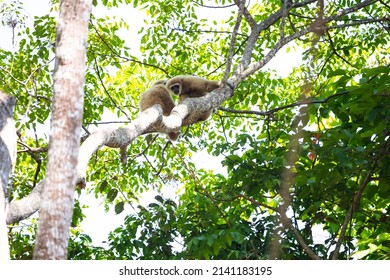 A Couple Of Gibbon Is Taking A Rest And Recreation On A Tree Branch.