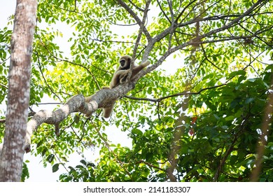 A Couple Of Gibbon Is Taking A Rest And Recreation On A Tree Branch.