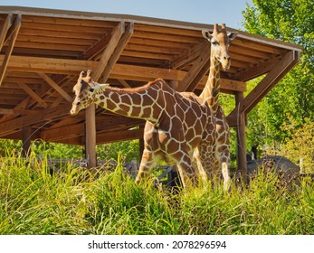 A couple of giraffes in Omaha's Henry Doorly Zoo and Aquarium in Omaha Nebraska