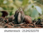 Couple of grape snails, on blurred background in summer forest