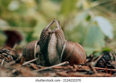 Couple of grape snails, on blurred background in summer forest