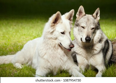 Wolfdog Images, Stock Photos & Vectors | Shutterstock