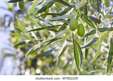 A couple of green olives (Olea europaea) - Shutterstock ID 497832109