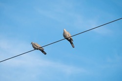 A Couple Of Grey Dove Pigeon Sitting High On A Electric Cable On Bright Blue Sky Background