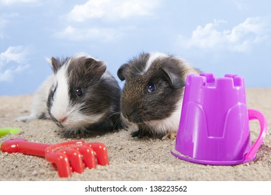 couple of guinea pig playing in the sand with a rake and shovel of colors, the sky is background