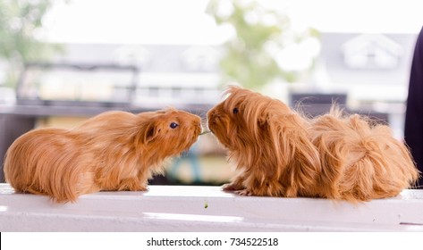 Couple Guinea Pigs