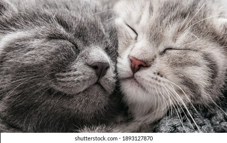 Couple happy kittens sleep relax together. Kitten family in love. Adorable kitty noses for Valentine s Day.Long web banner close up. Cozy home animal sleeping comfortably - Shutterstock ID 1893127870