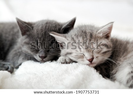 Couple happy kittens sleep relax together. Kitten family in love. Adorable kitty noses for Valentine s Day. Cozy home animal sleeping comfortably