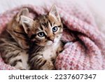 A couple of happy kittens sleep together in a cozy blanket. Kittens loving each other. Charming feline look