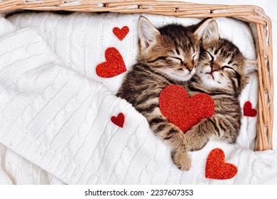 A couple of happy kittens sleep together in a cozy basket. Kittens loving each other. Adorable cat hugs for Valentine's Day.