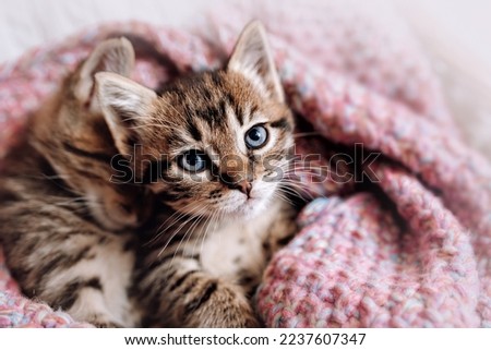 A couple of happy kittens sleep together in a cozy blanket. Kittens loving each other. Charming feline look