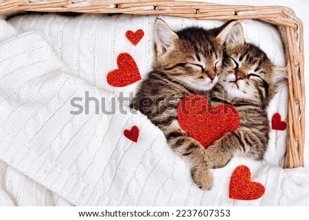 A couple of happy kittens sleep together in a cozy basket. Kittens loving each other. Adorable cat hugs for Valentine's Day.