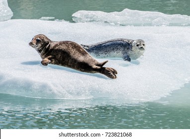 A Couple Of Harbor Seals Soak Up The Late Summer Sun Along Tracy Arm Fjord In Alaska.