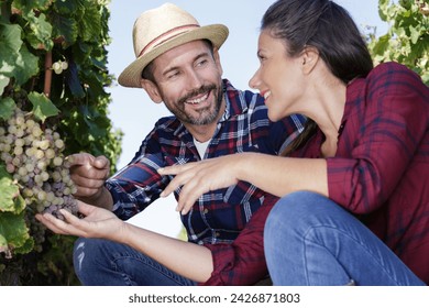 couple harvesting grapes in the vineyard - Powered by Shutterstock