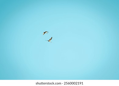 A couple of heron birds flying high in the clear blue sky on a sunny day - Powered by Shutterstock