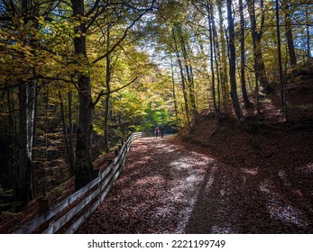 a couple hiking on a mountain forest trail - Shutterstock ID 2221199749
