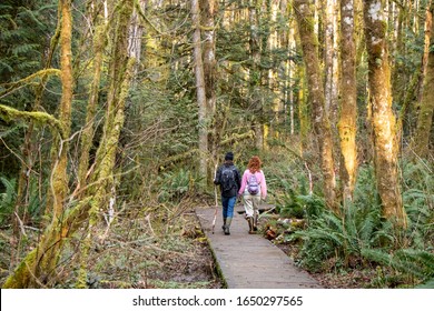 Couple Hiking On Wooden Platform In Evergreen Rainforest - Olympia, Washington, USA