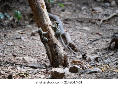 A couple of himalayan striped squirrel is climbing on a tree trunk.