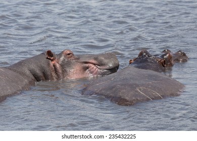 A couple of Hippos enjoying swimming