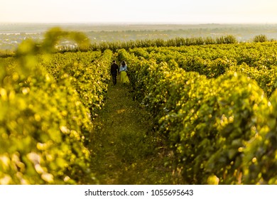 Couple Holding Hands At Sunset In A Winery Filed