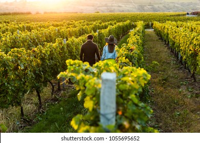 Couple holding hands at sunset in a winery filed