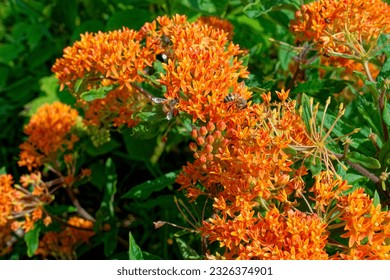 A couple of honeybees collecting pollen on a bright orange butterfly weed plant closeup view on a sunny day in summertime