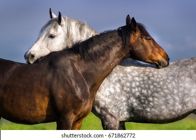 Couple of horse portrait in green spring pasture. Horse communication